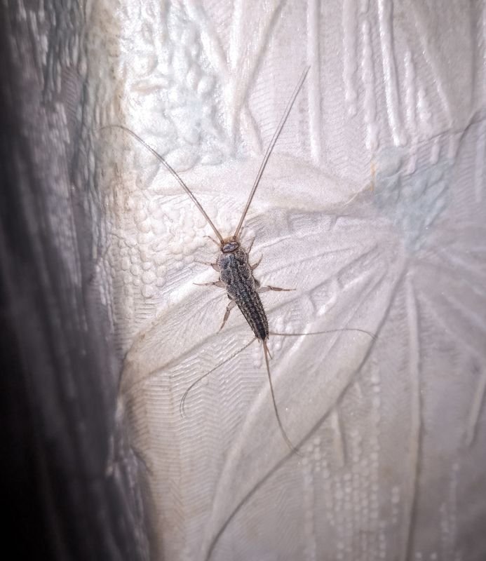 silverfish