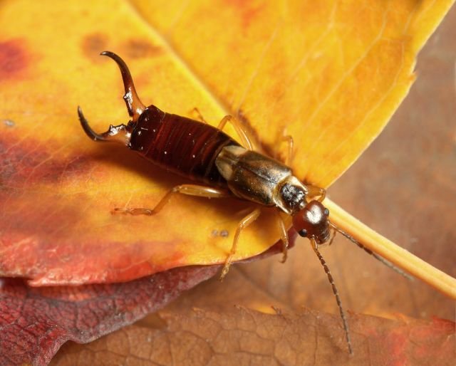 earwig