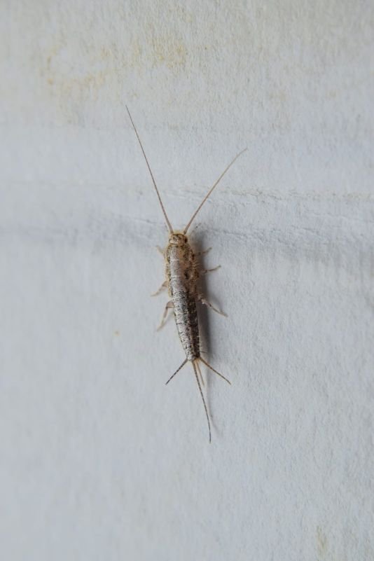 silverfish