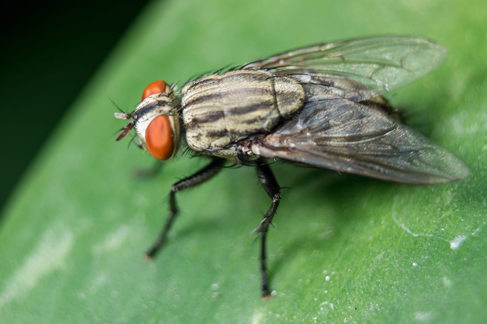 cluster fly